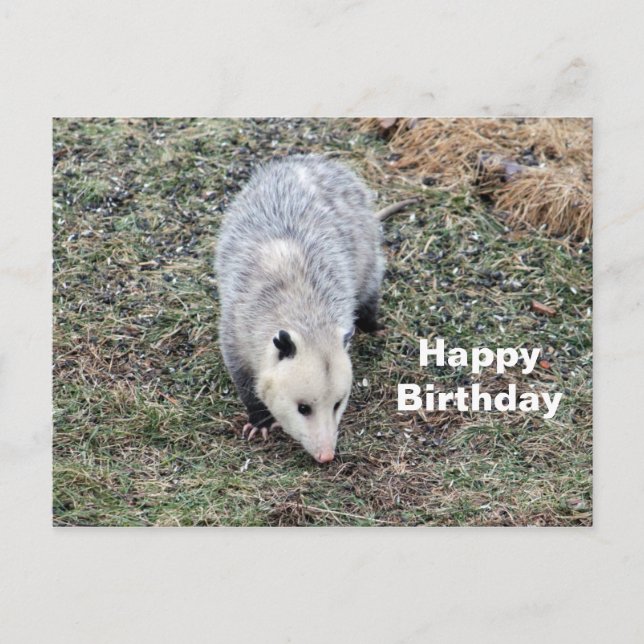 Opossum Photo Birthday Vykort (Framsida)