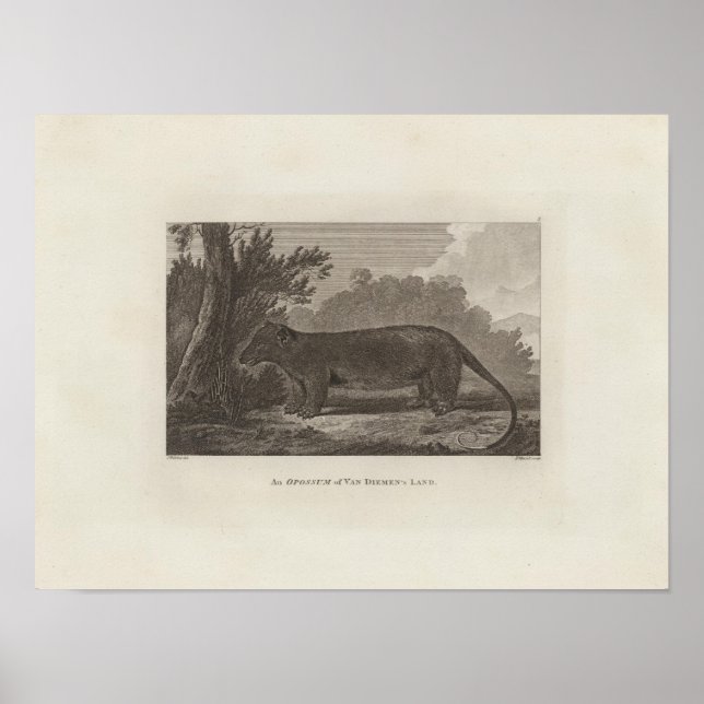 Opossum, Van Diemens land, Tasmania Poster (Framsidan)