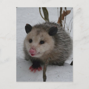 Opossum Vykort