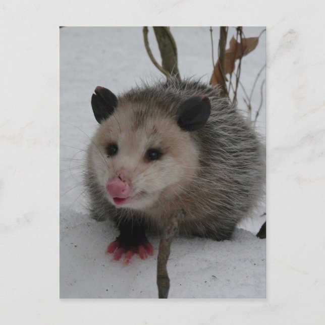Opossum Vykort (Framsida)