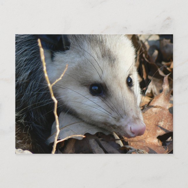 Opossum-vykort. Vykort (Framsida)