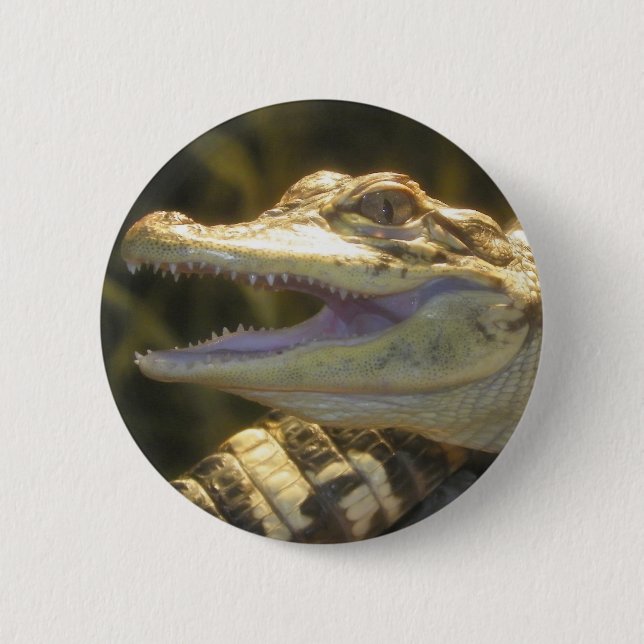 Öppen amerikanalligatormun knapp (Framsida)