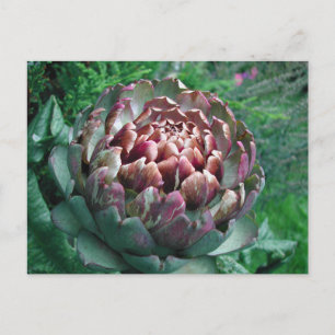Öppna Artichoke Plant. Vykort