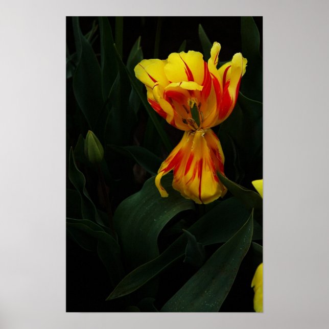 Öppna bred poster (Framsidan)