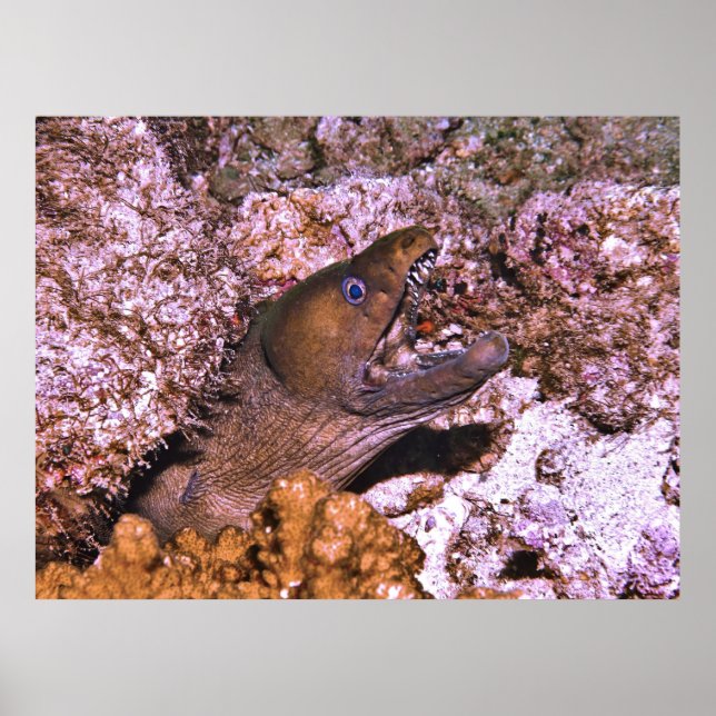 Öppna bred poster (Framsidan)