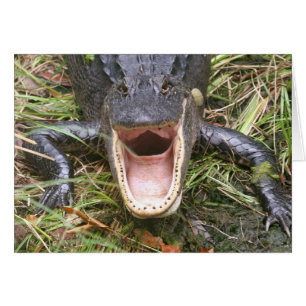 Öppna bredden! Florida Alligator Hälsningskort