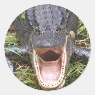 Öppna bredden! Florida Alligator Runt Klistermärke
