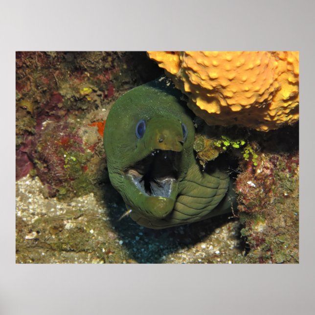 Öppna bredden! poster (Framsidan)