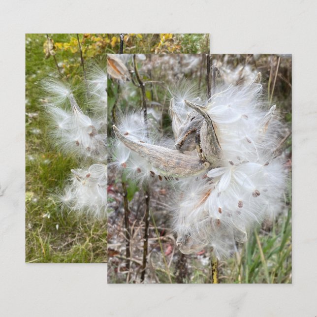 Öppna frökapslar från sidenört | Frön med siden |  (Fram/baksida)