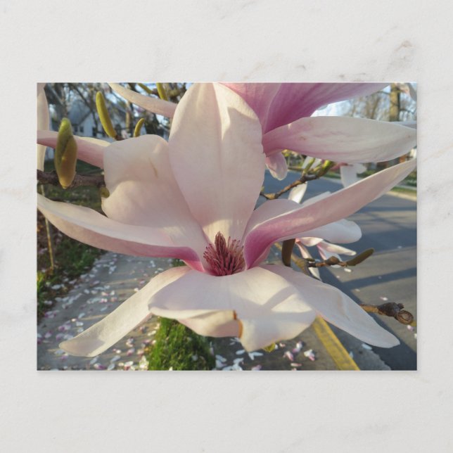 Öppna Magnolia Vykort (Framsida)