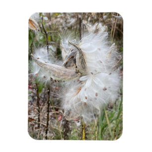 Öppna Milkweed-Poder Utsäde med Silke Flexibel Magnet