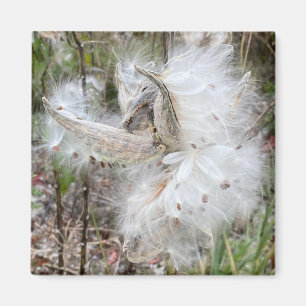Öppna Milkweed-Poder Utsäde med Silke Kontor Magnet