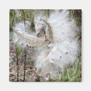 Öppna Milkweed-Poder Utsäde med Silke Magnet