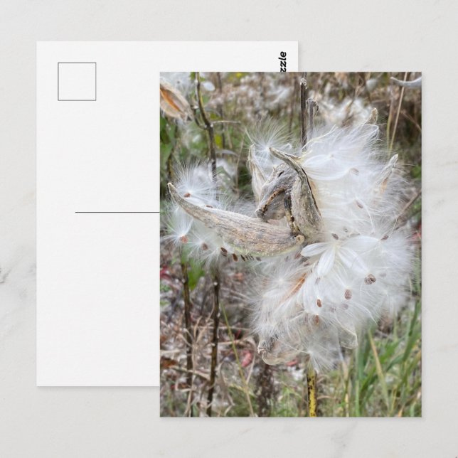 Öppna Milkweed-Poder | Utsäde med Silke | Vykort (Fram/baksida)