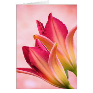 Öppna Petaler - Daylilies - Sangria Hälsningskort