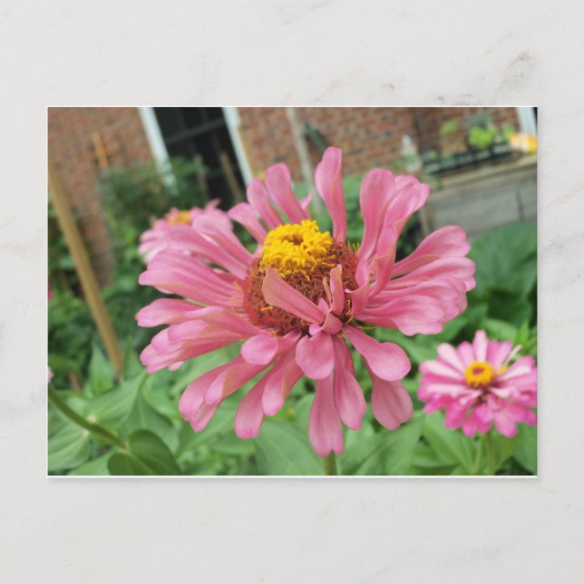 Öppna Rosa Zinnia Vykort (Framsida)
