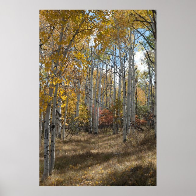 Öppna Skogen Poster (Framsidan)