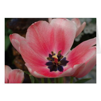 Öppna Tulip OBS Kort