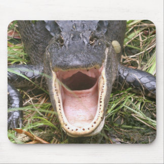 Öppna vitt! Florida alligator Musmatta