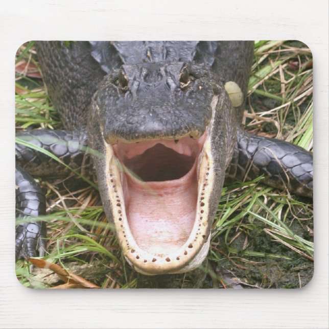 Öppna vitt! Florida alligator Musmatta (Framsidan)