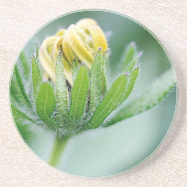 Öppnande blomma av kägelblomma underlägg sandsten (Framsidan)