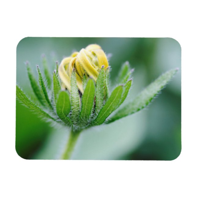 Öppnande blomma av kägelblomster magnet (Horisontell)