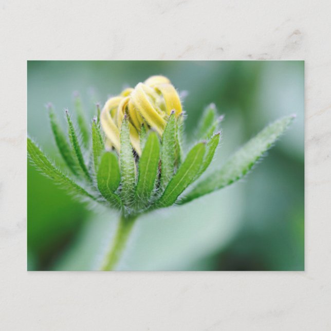 Öppnande blomma av kägelblomster vykort (Framsida)
