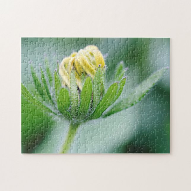 Öppnande blomma av svartöga pussel (Horisontell)