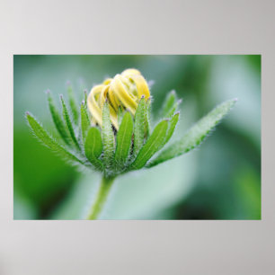 Öppningsblomma av kolvblomma poster