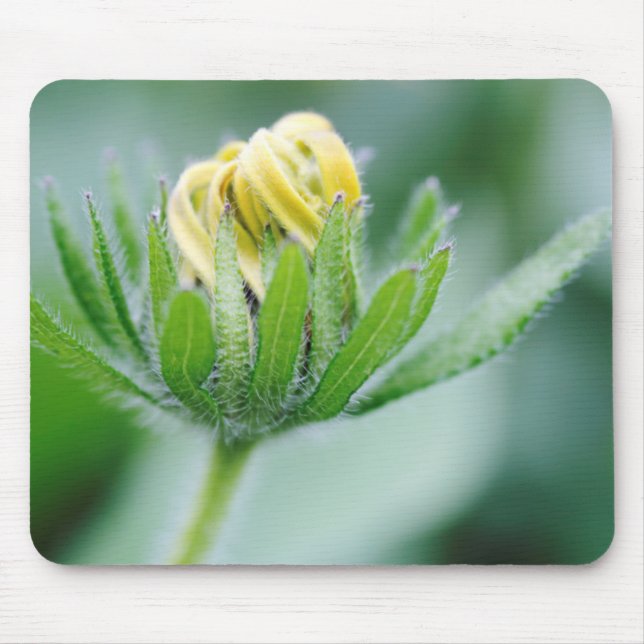 Öppningsblomma av kolvstav musmatta (Framsidan)