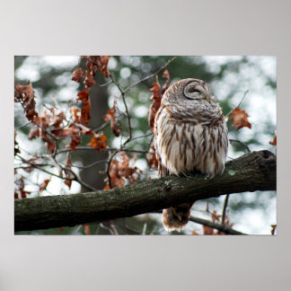 Optimistisk Uggla Poster