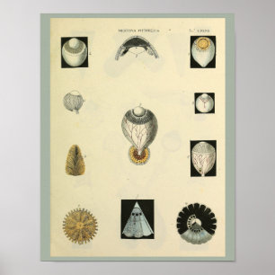 Optometry Öga Anatomy Medical Art Print Poster