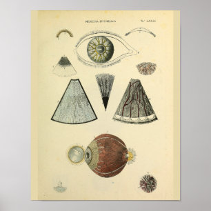 Optometry Öga Anatomy Medical Art Print Poster