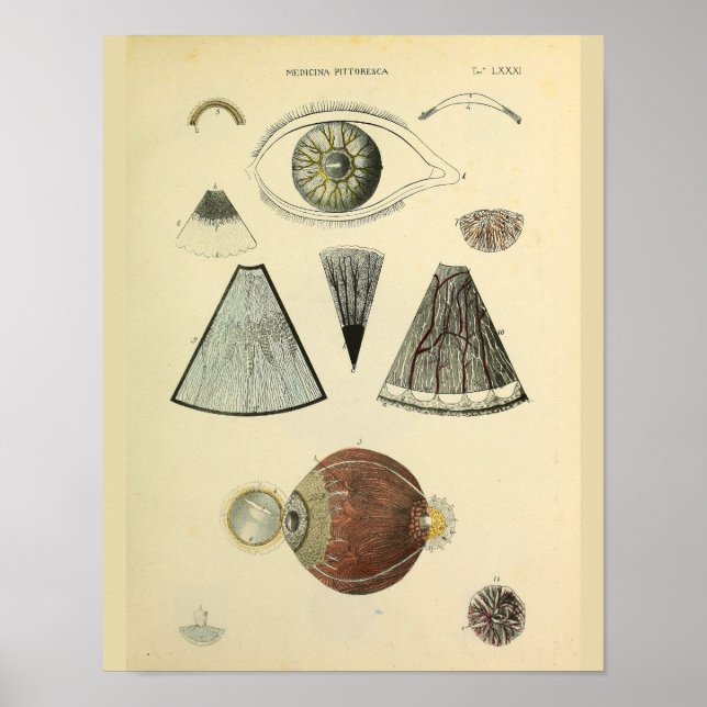 Optometry Öga Anatomy Medical Art Print Poster (Framsidan)