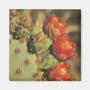 Opuntia i blom, Arizona-Sonora 2 Magnet
