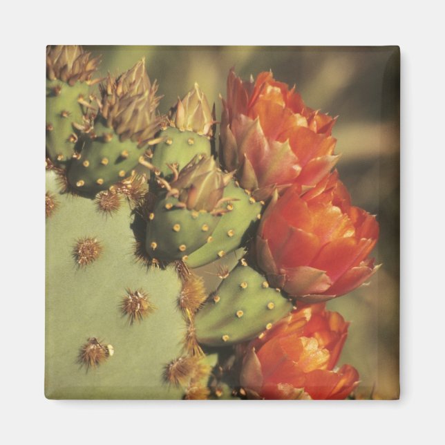 Opuntia i blom, Arizona-Sonora 2 Magnet (Framsidan)
