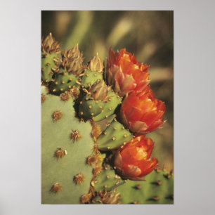 Opuntia i blom, Arizona-Sonora 2 Poster