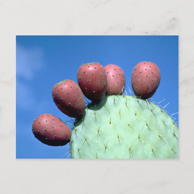 Opuntia megacantha (prickly päron) Öken Vykort (Framsida)