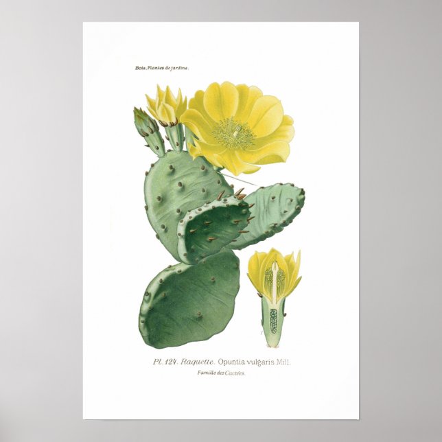 Opuntia vulgaris poster (Framsidan)