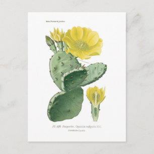 Opuntia vulgaris vykort