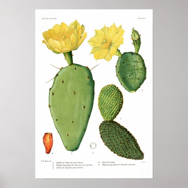 Opuntias Poster (Framsidan)