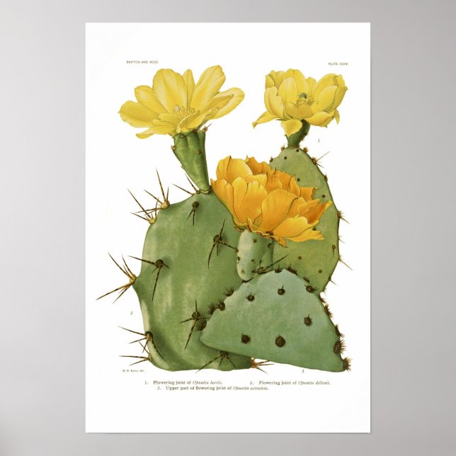 Opuntias Poster (Framsidan)