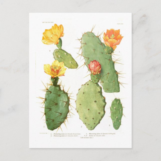 Opuntias Vykort (Framsida)