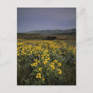 OR, Columbia River Gorge, Rowena Plateau, Tom Vykort