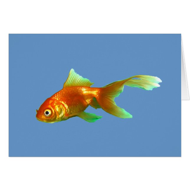 Oranda guldfisk med fantasistjärt hälsningskort (Framsidan Horizontal)