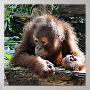 Orang baby poster