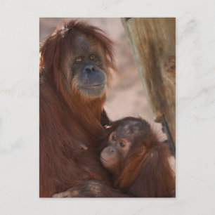 Orang Mamma och Child Vykort