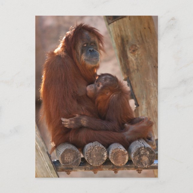 Orang Mor & Child 7312 Vykort (Framsida)