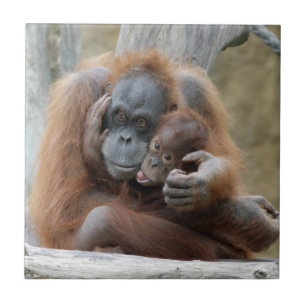 Orang Utan 001 Kakelplatta