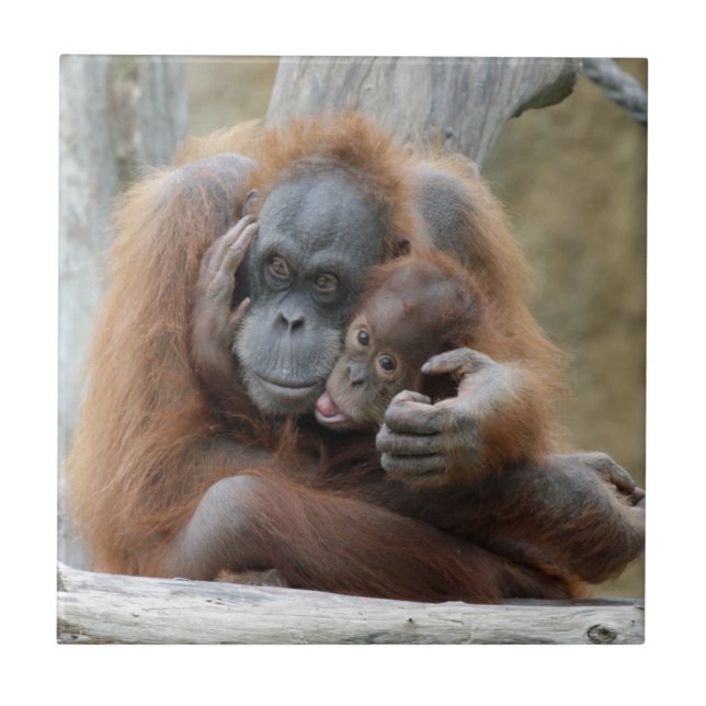 Orang Utan 001 Kakelplatta (Framsidan)